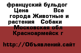 француский бульдог › Цена ­ 40 000 - Все города Животные и растения » Собаки   . Московская обл.,Красноармейск г.